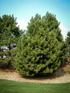 Сосна Чёрная (Pinus Nigra) купить по цене от 270.00р. в интернет-магазине «Посадика» с доставкой почтой в в Кузнецке и по всей России – [изображение №1].