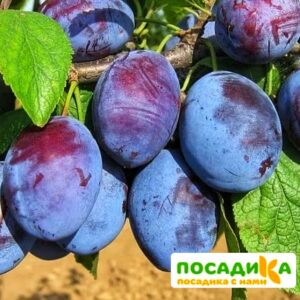 Слива Чачакская ранняя купить по цене от 229.00р. в интернет-магазине «Посадика» с доставкой почтой в в Кузнецке и по всей России – [изображение №1].