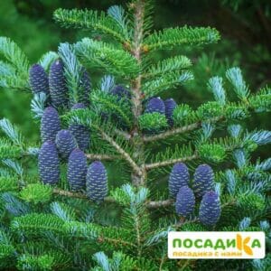 Пихта корейская (Abies koreana) купить по цене от 450.00р. в интернет-магазине «Посадика» с доставкой почтой в в Кузнецке и по всей России – [изображение №1].