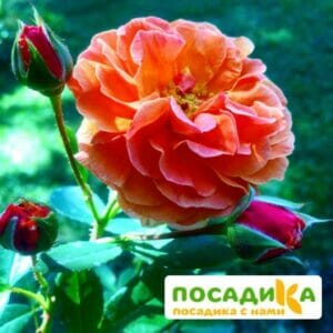 Роза Арабия купить по цене от 350.00р. в интернет-магазине «Посадика» с доставкой почтой в в Кузнецке и по всей России – [изображение №1].