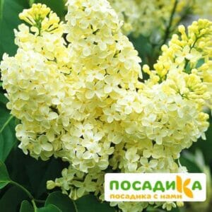 Сирень Примроуз (Primrose) купить по цене от 529.00р. в интернет-магазине «Посадика» с доставкой почтой в в Кузнецке и по всей России – [изображение №1].