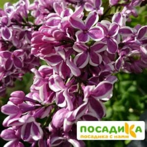 Сирень Сенсация купить по цене от 529.00р. в интернет-магазине «Посадика» с доставкой почтой в в Кузнецке и по всей России – [изображение №1].