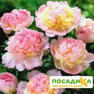 Пион Распберри Сандей (Paeonia Raspberry Sundae) купить по цене от 959р. в интернет-магазине «Посадика» с доставкой почтой в в Кузнецке и по всей России – [изображение №1].