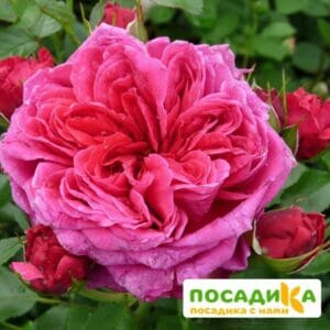 Шраб Роза Соул купить по цене от 390.00р. в интернет-магазине «Посадика» с доставкой почтой в в Кузнецке и по всей России – [изображение №1].