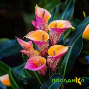 Калла Оникс купить по цене от 450р. в интернет-магазине «Посадика» с доставкой почтой в в Кузнецке и по всей России – [изображение №1].
