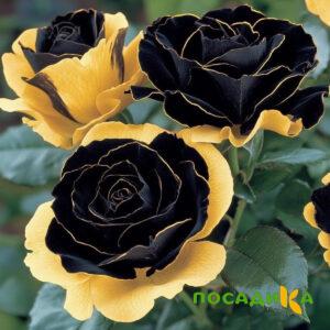 Роза Ханни Сикл купить по цене от 700р. в интернет-магазине «Посадика» с доставкой почтой в в Кузнецке и по всей России – [изображение №1].