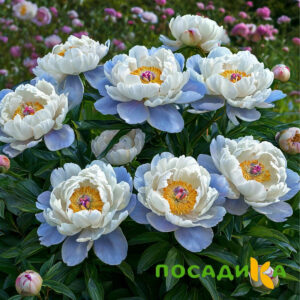 Пион акварельный Этюд купить по цене от 806р. в интернет-магазине «Посадика» с доставкой почтой в в Кузнецке и по всей России – [изображение №1].