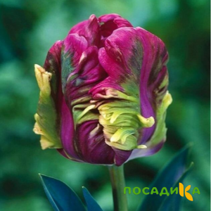 Тюльпан Экзотик Хэвен купить по цене от 186р. в интернет-магазине «Посадика» с доставкой почтой в в Кузнецке и по всей России – [изображение №1].