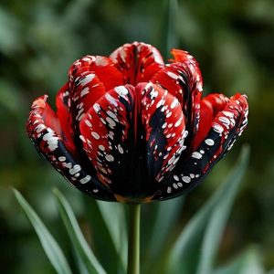 Тюльпан Вельвет Файер купить по цене от 394р. в интернет-магазине «Посадика» с доставкой почтой в в Кузнецке и по всей России – [изображение №1].