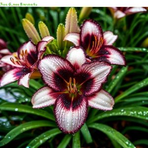 Лилейник Крим Сикл купить по цене от 799р. в интернет-магазине «Посадика» с доставкой почтой в в Кузнецке и по всей России – [изображение №1].