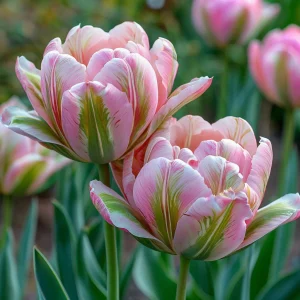 Тюльпан Аврора Принцес купить по цене от 345р. в интернет-магазине «Посадика» с доставкой почтой в в Кузнецке и по всей России – [изображение №1].